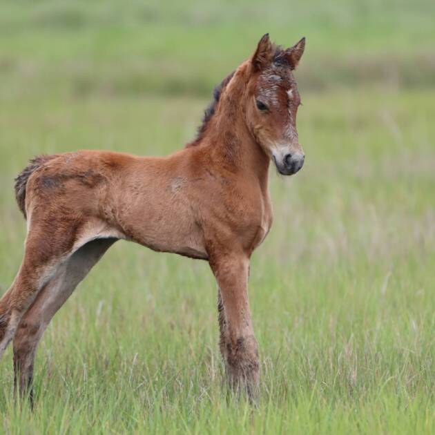 Suede's foal