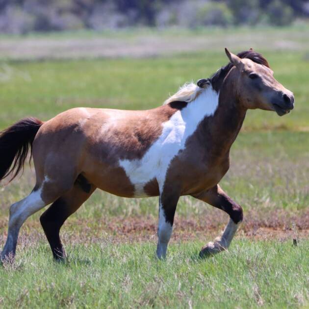 Twist in stride