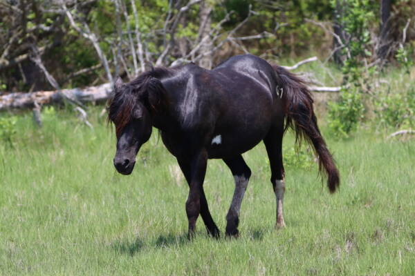 Ace and his mane