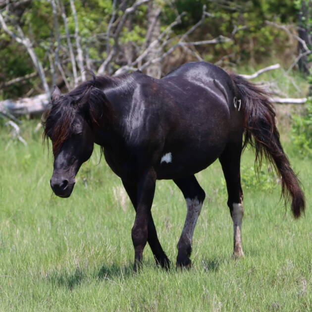 Ace and his mane