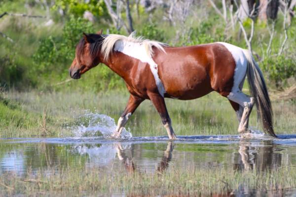 Norm in the marsh