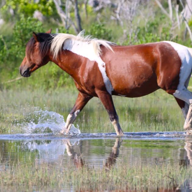 Norm in the marsh