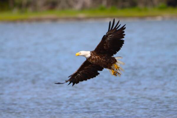 Bald eagle flying