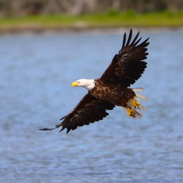 Bald eagle flying