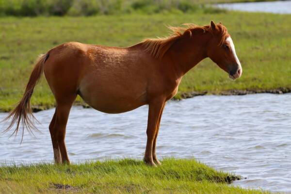 Penny in the marsh