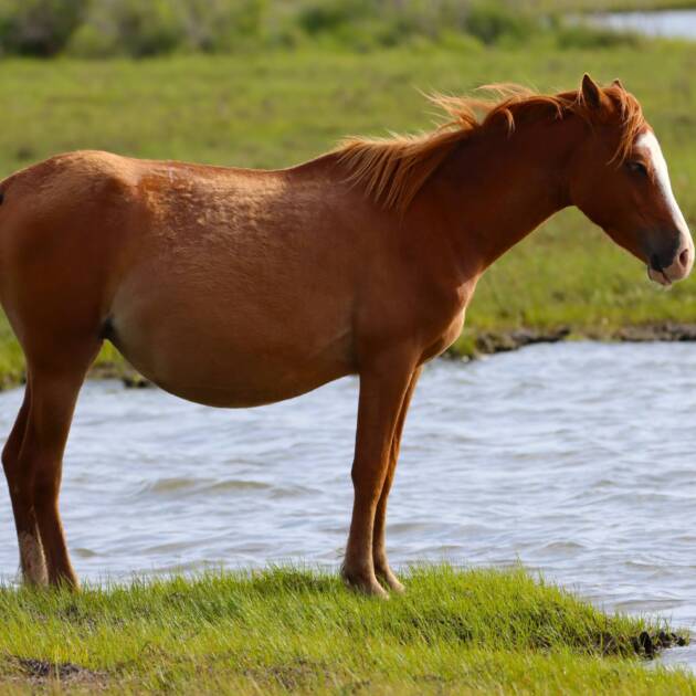 Penny in the marsh