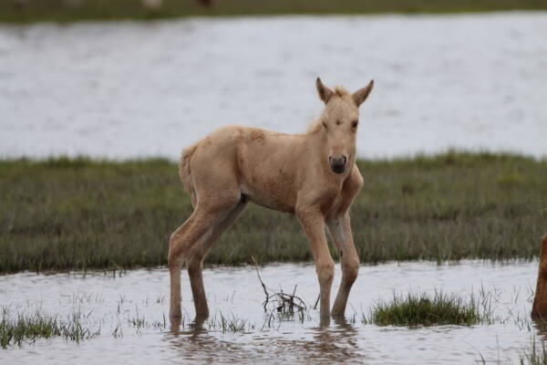 Goldie's foal