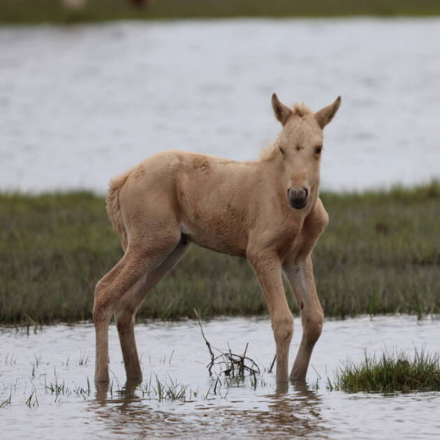 Goldie's foal