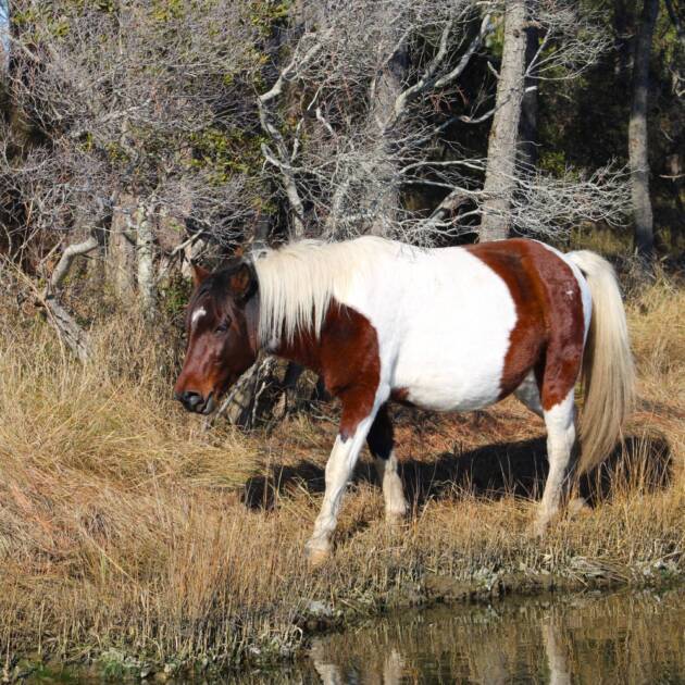 Maverick in Va Creek