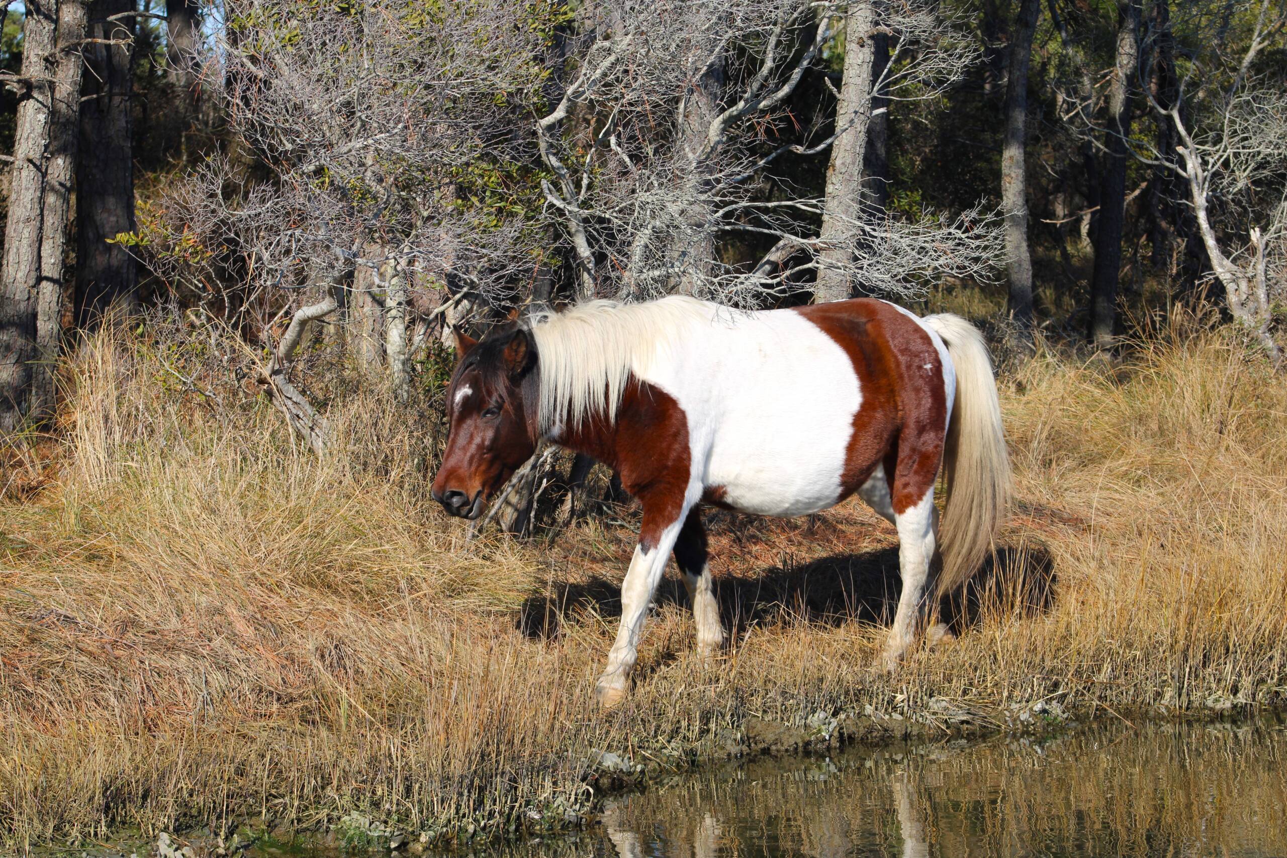 Maverick in Va Creek