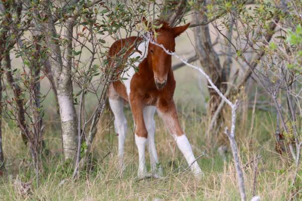 Foal peeking