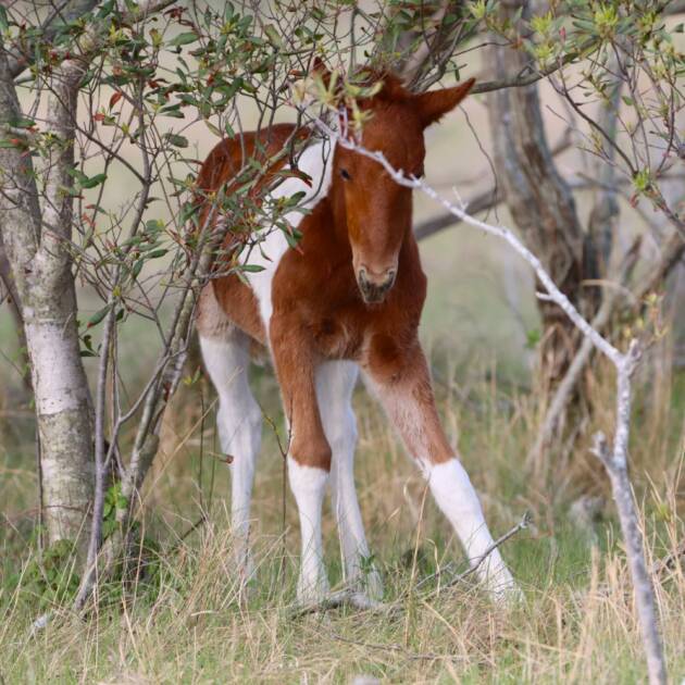 Foal peeking