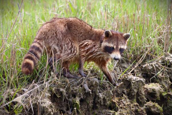Raccoon