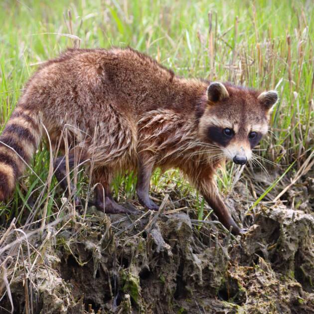 Raccoon