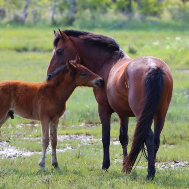 Thunderbolt and son