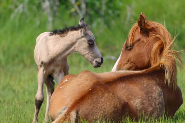 Penny and her foal