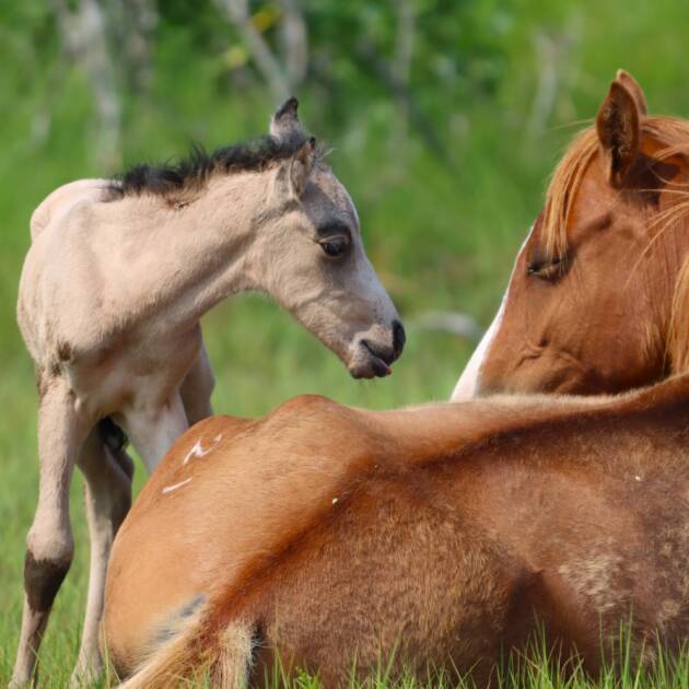 Penny and her foal