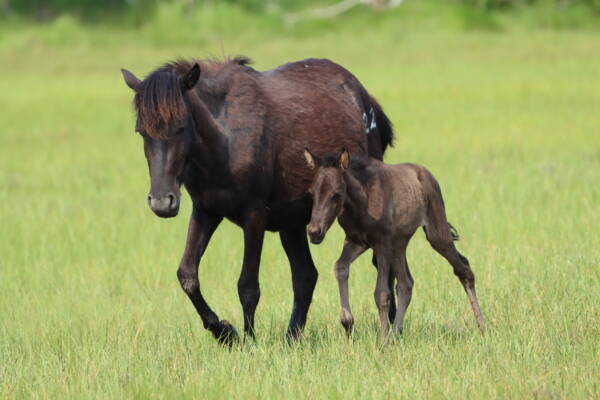 Flicka and her foal..
