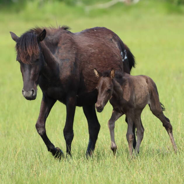 Flicka and her foal..