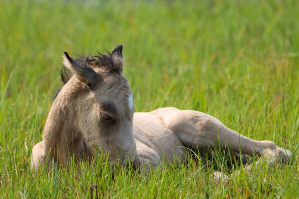 Pennys foal