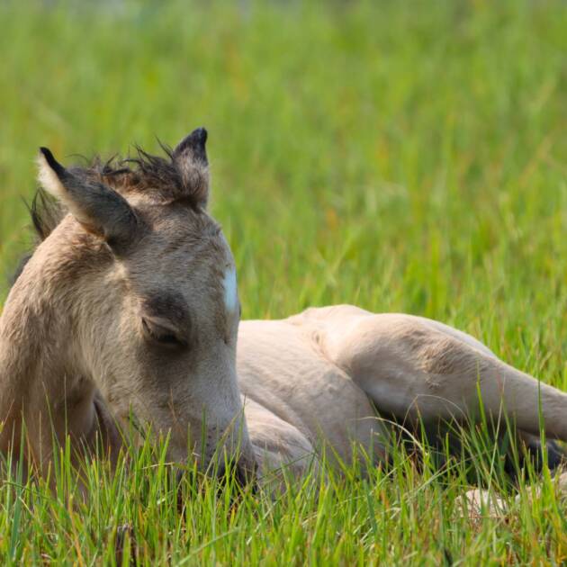 Pennys foal