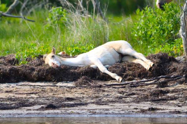 Think I will lay right here!