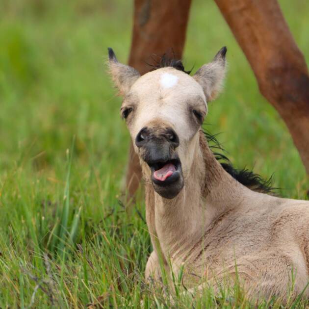 Penny's foal waking up