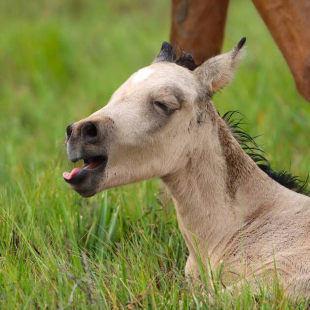 Penny's foal being a goof