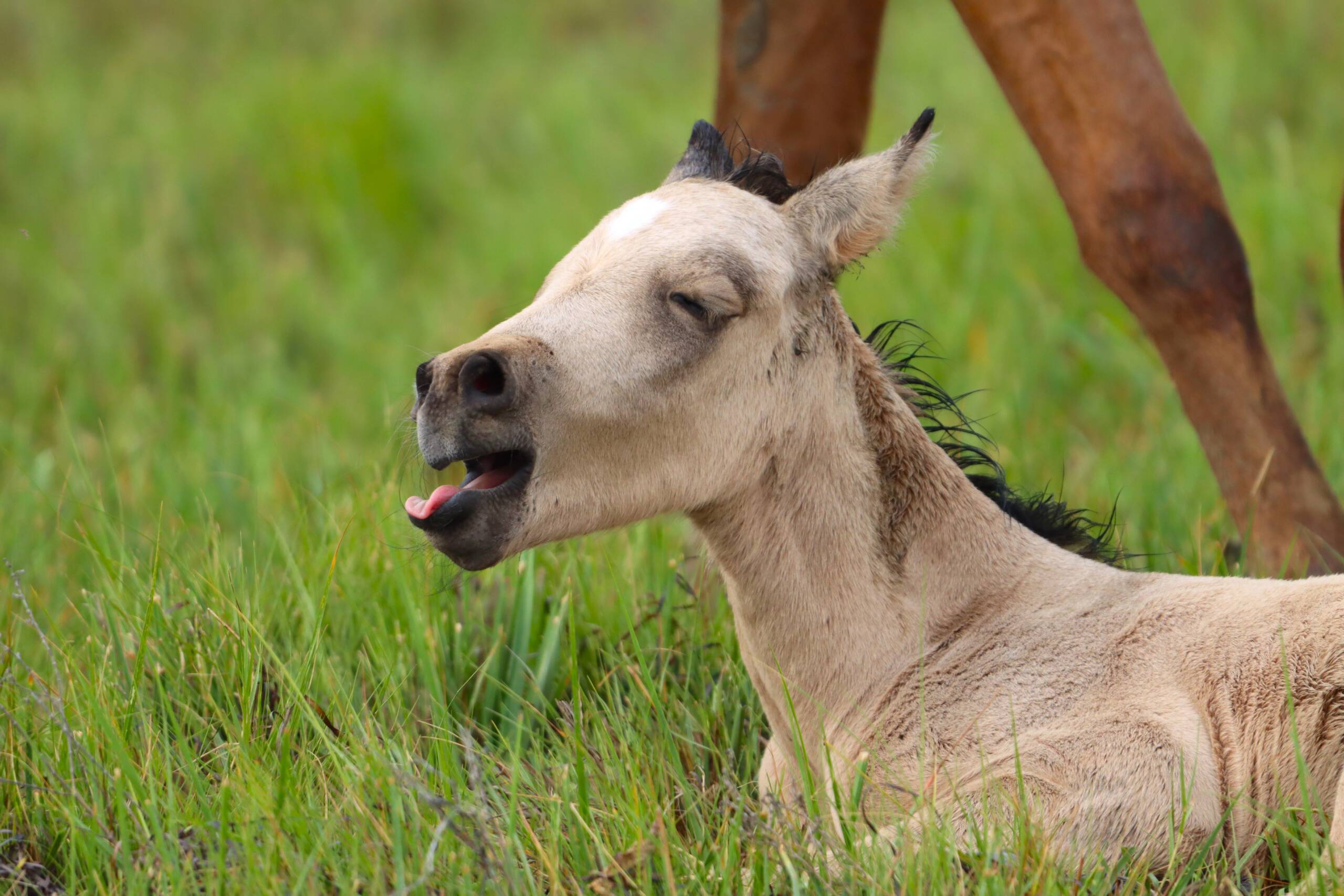 Penny's foal being a goof