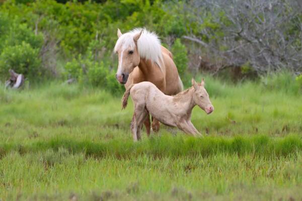 Ms. Admiral Halsey's foal stretching
