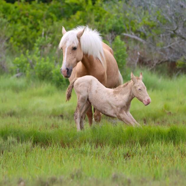 Ms. Admiral Halsey's foal stretching