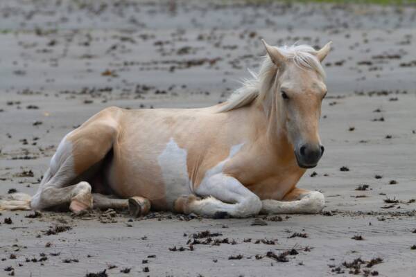 Apollo on Little Beach
