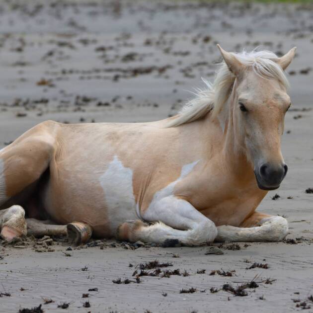 Apollo on Little Beach