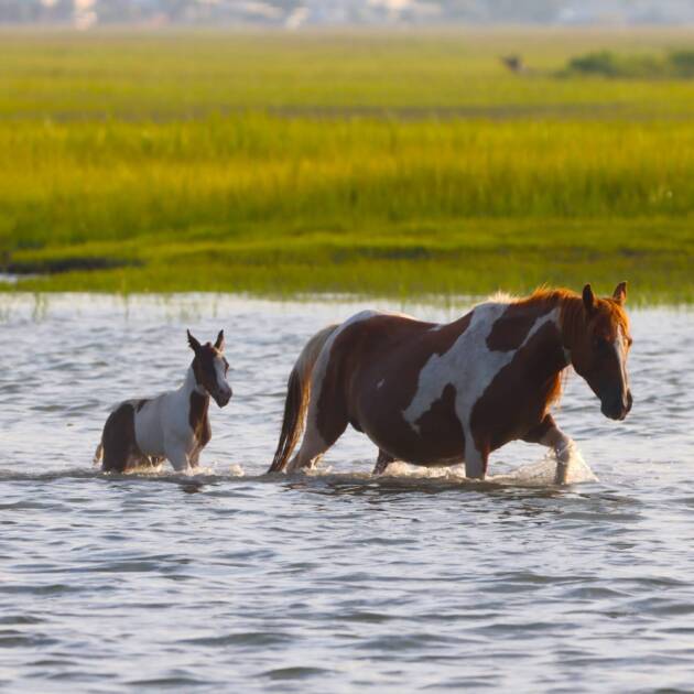 Dove and her foal