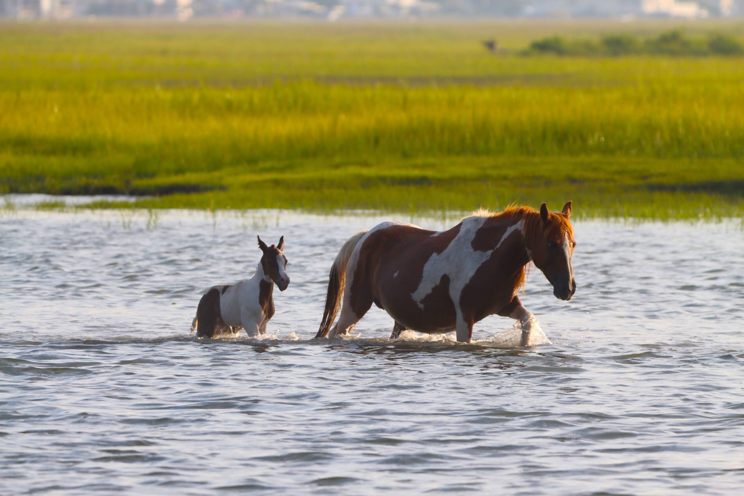 Dove and her foal