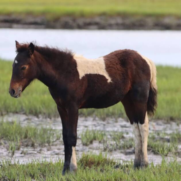 Thunderbolt's foal..