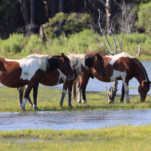 Ajax and his mares