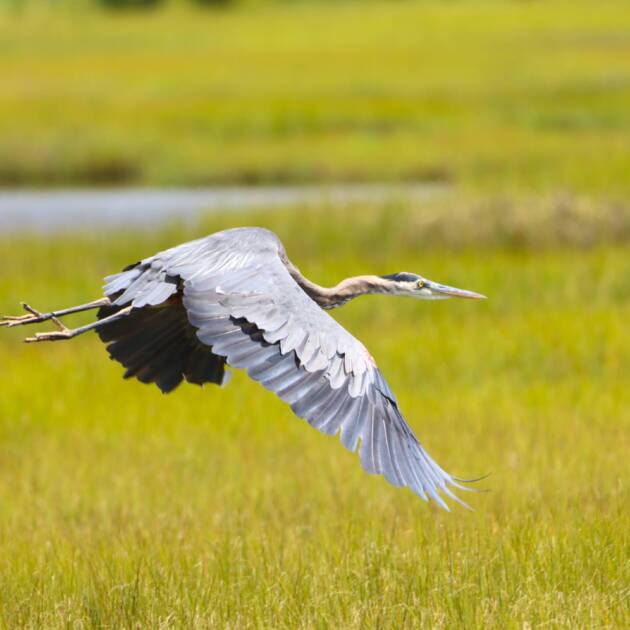 Blue Heron