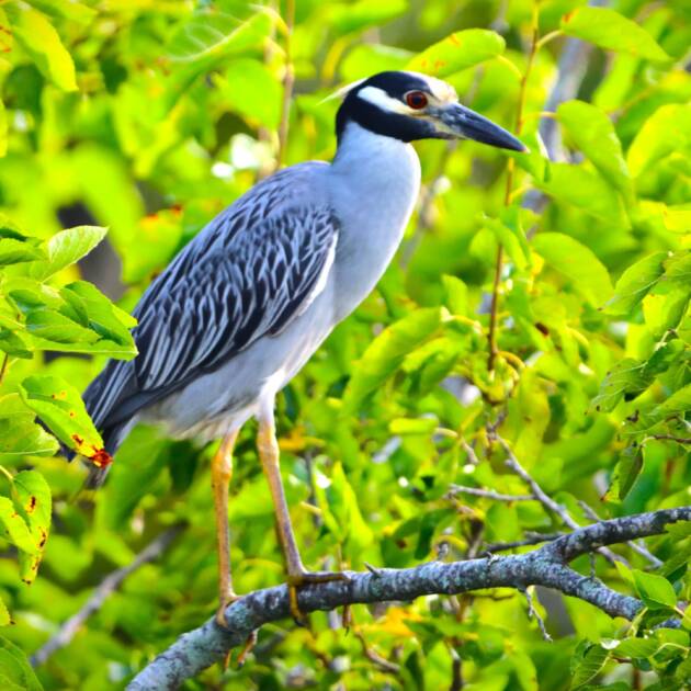 Yellow Night Crowned Night Heron