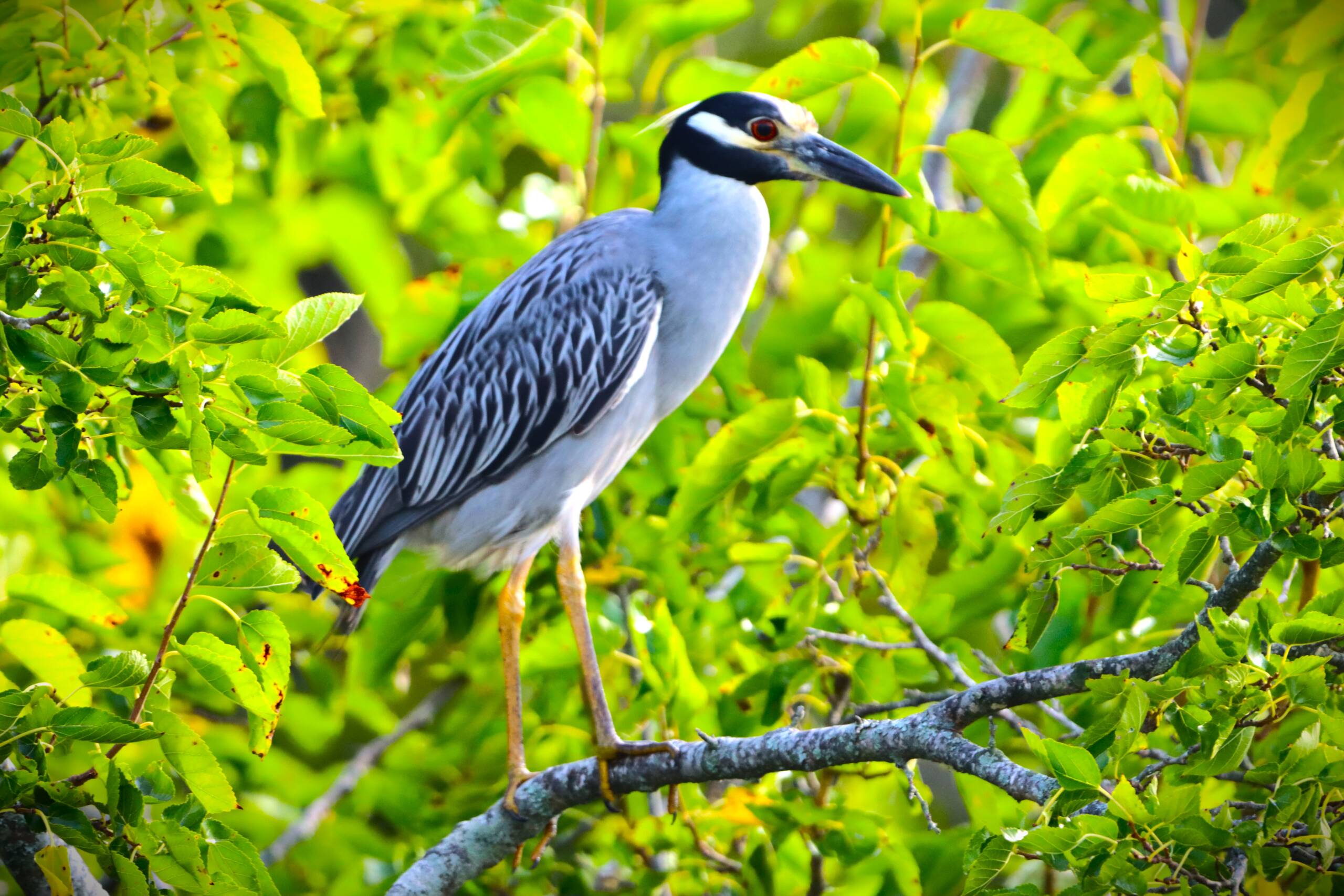 Yellow Night Crowned Night Heron