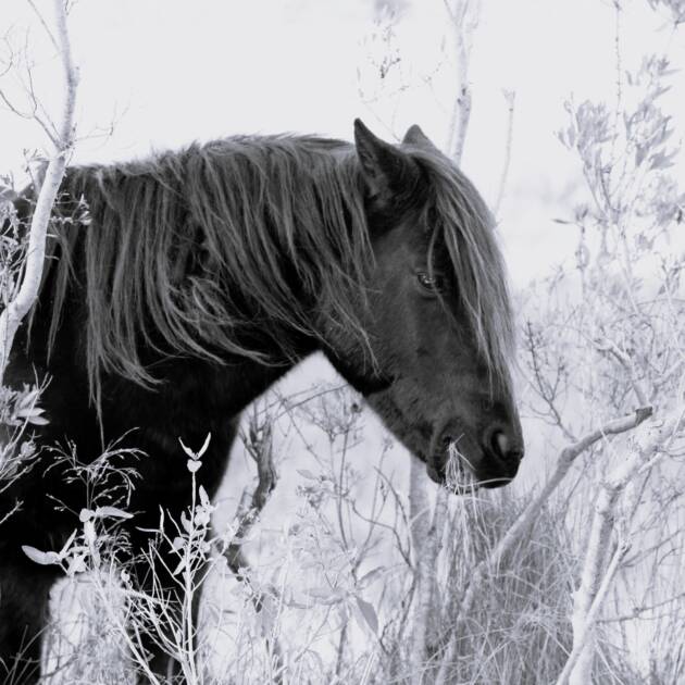 Ace - Black and White