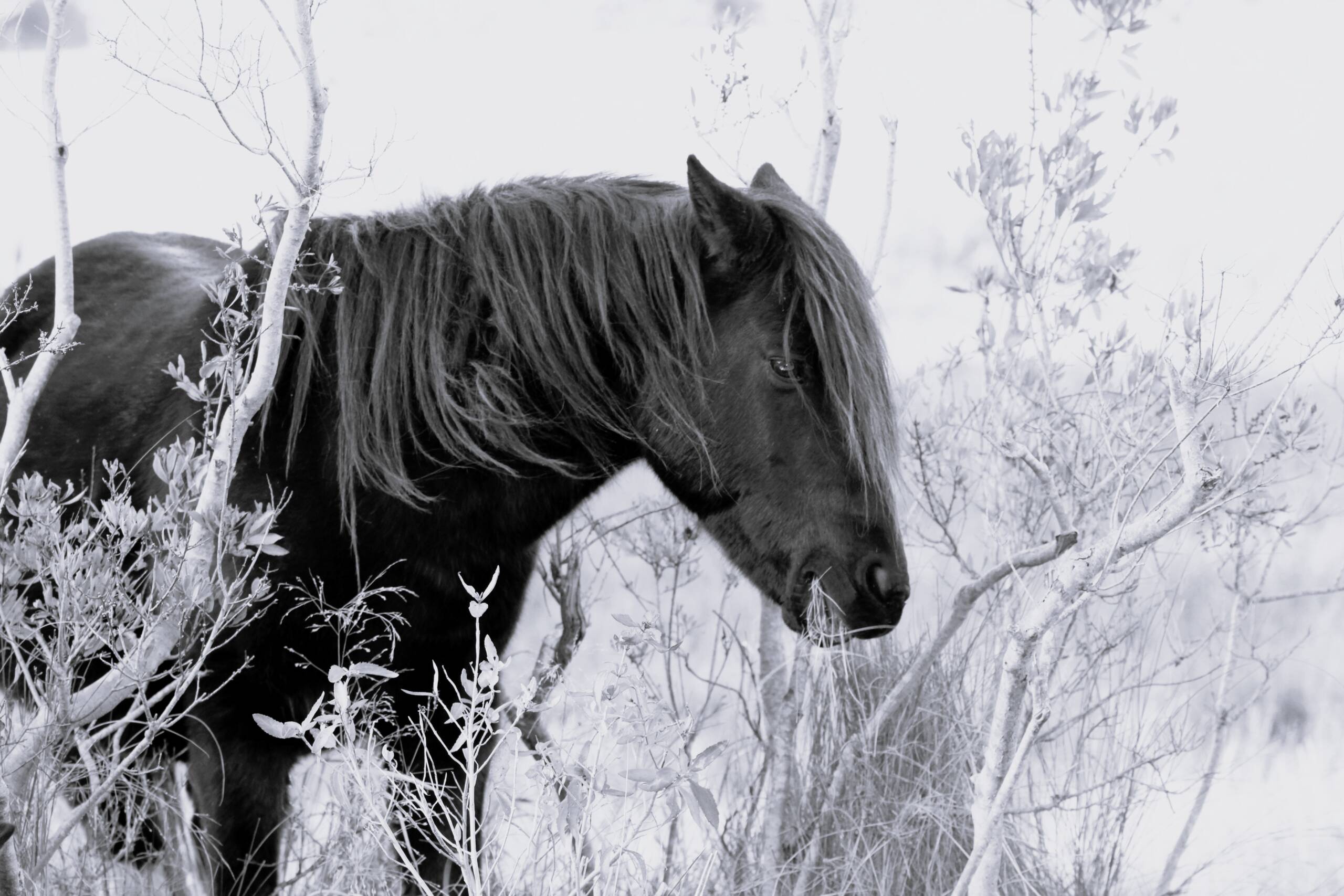 Ace - Black and White