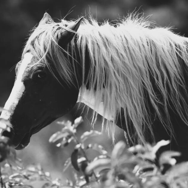 Don Leonard BW