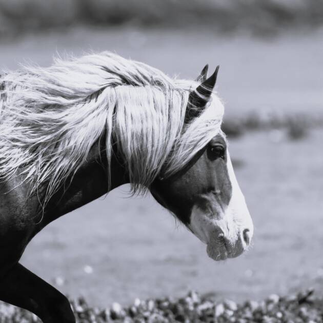 Riptide -Black and White 2