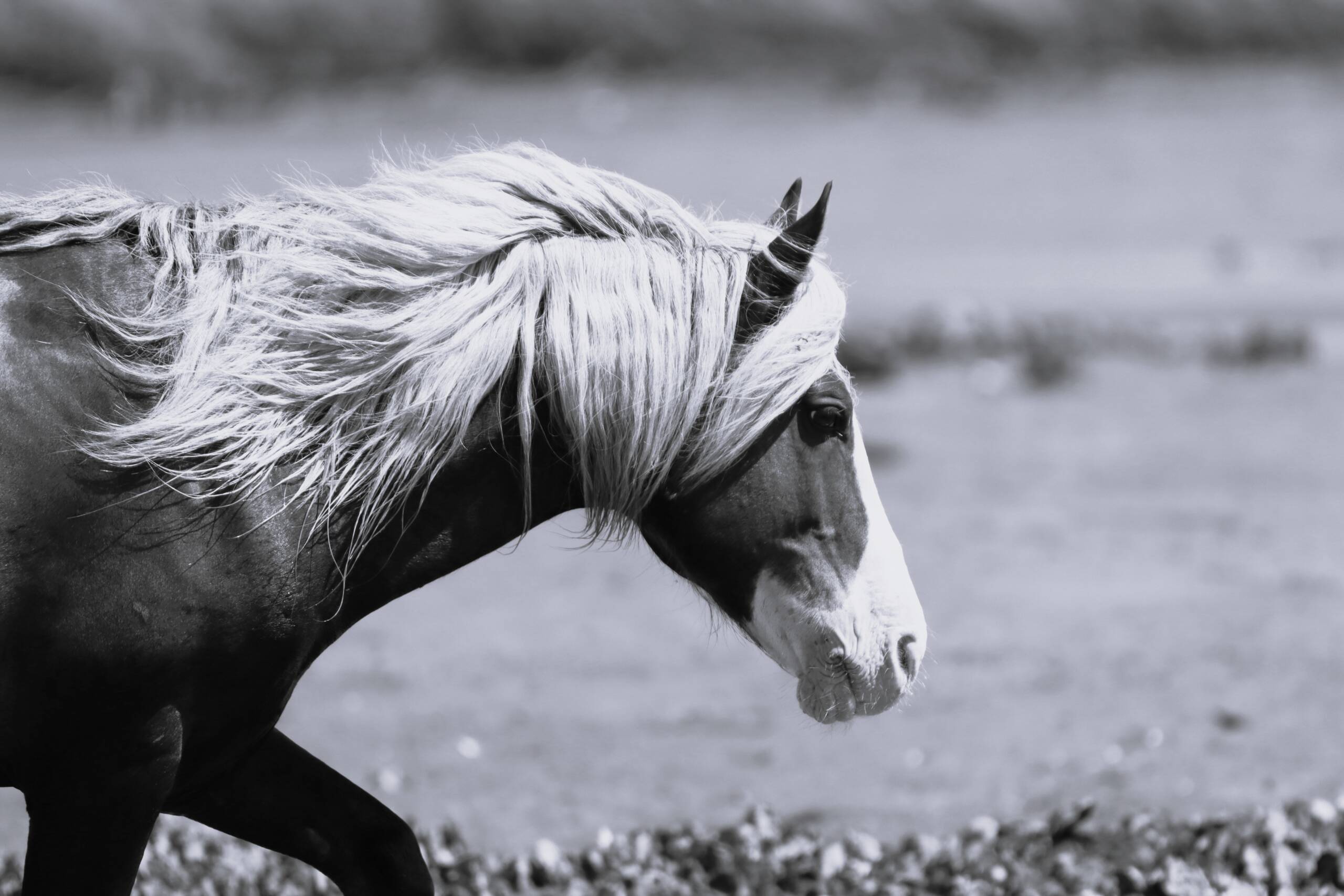 Riptide -Black and White 2