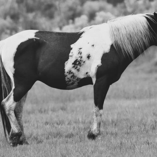 Norm BW