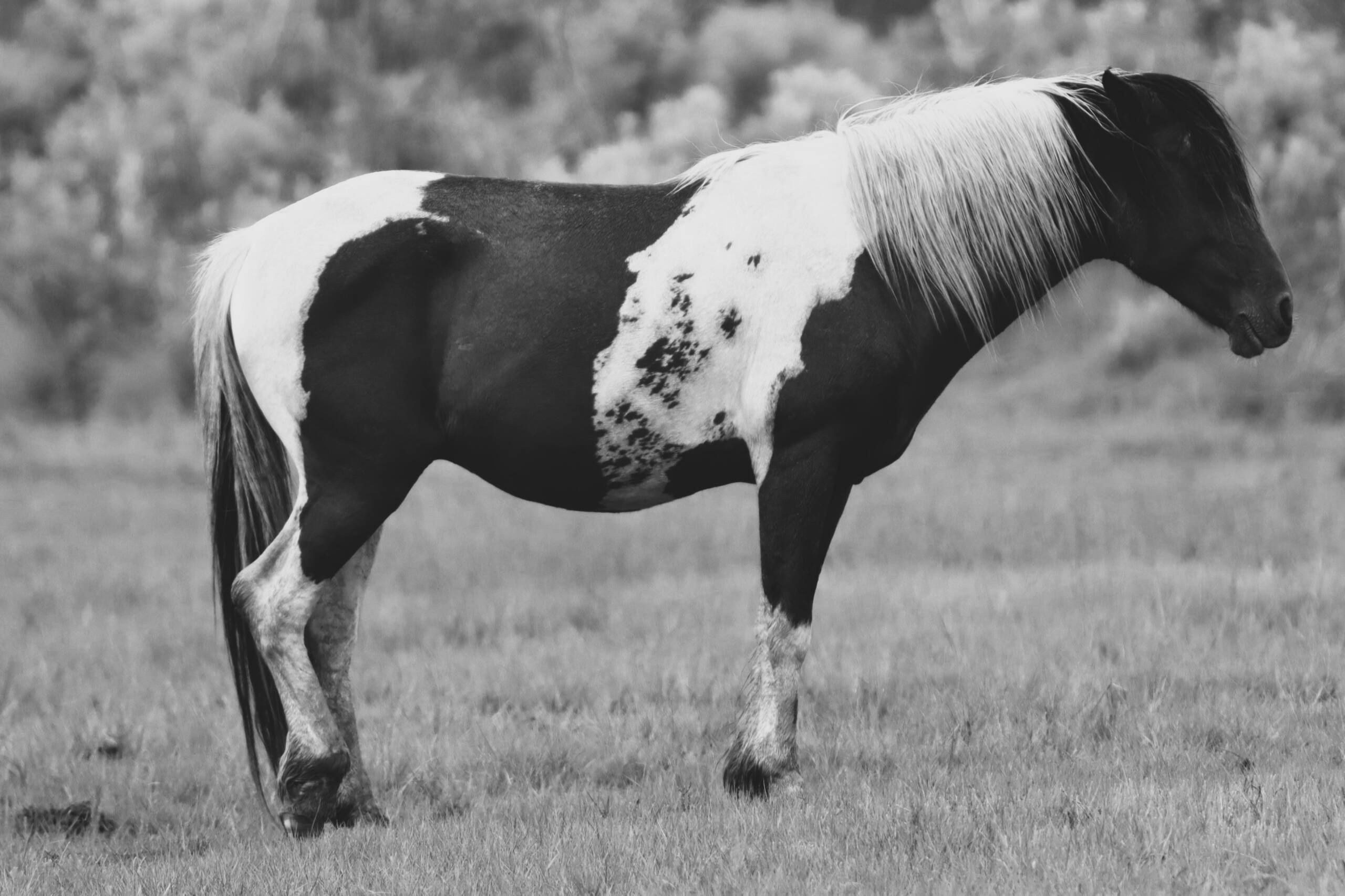Norm BW
