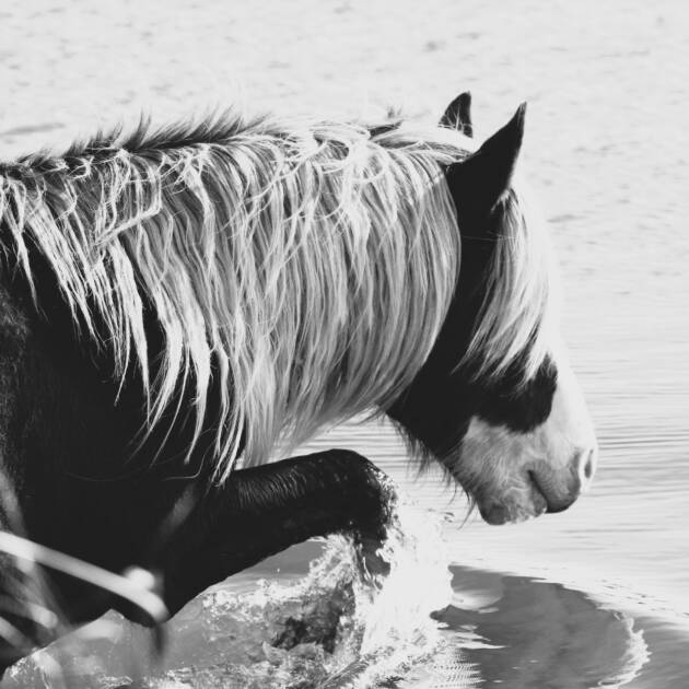 Riptide -Black and White 6