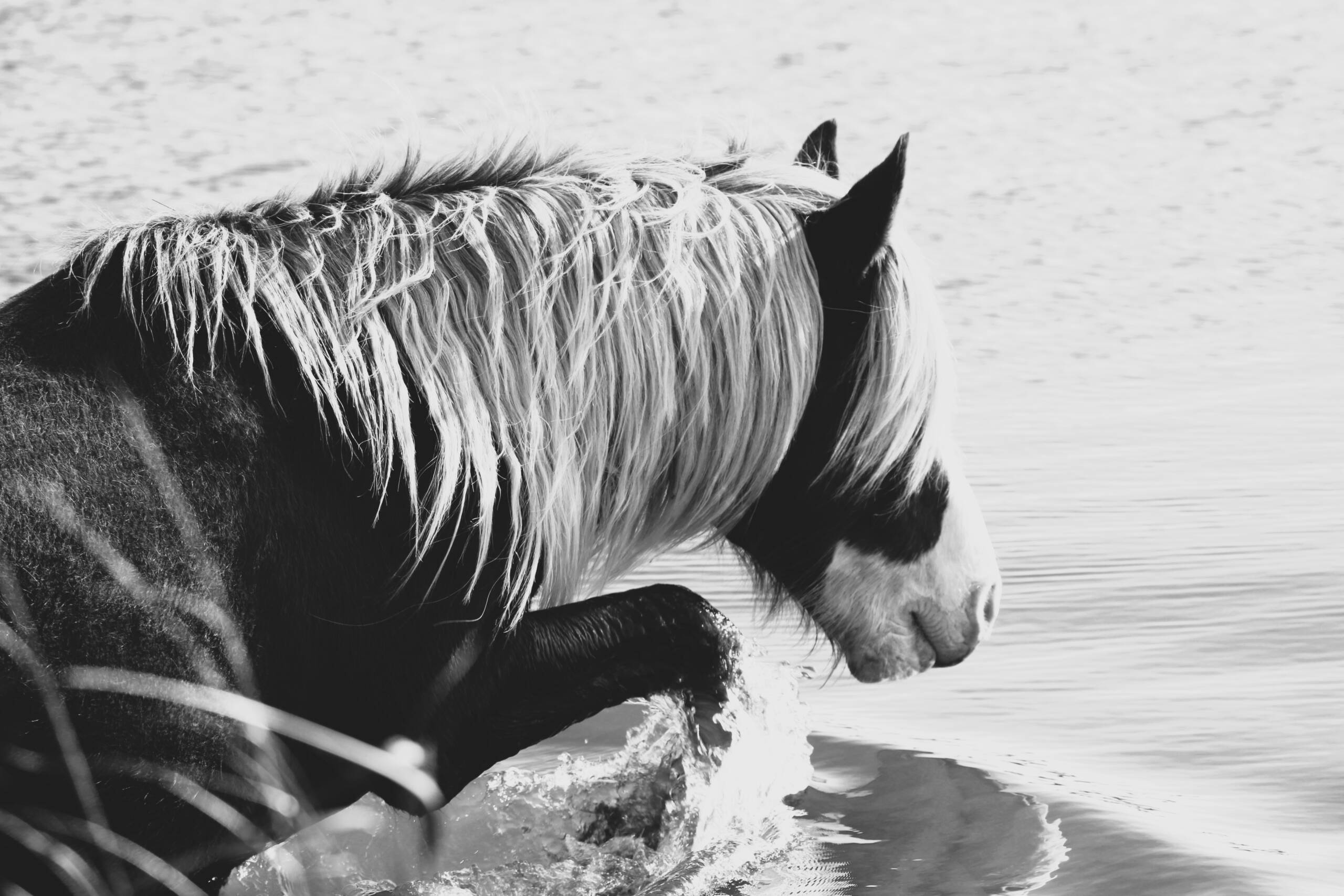 Riptide -Black and White 6
