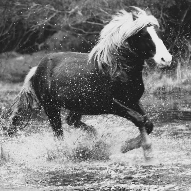Riptide -Black and White 10